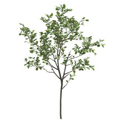 Small tree with light green leaves and thin branches on transparent background