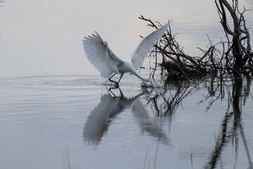  A white egret is captured mid-action, wings spread, as it dips its head into the water to hunt....