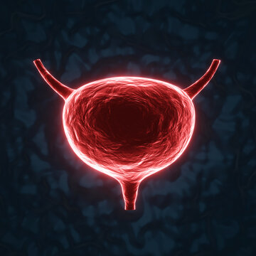 Red glowing urinary bladder on a dark blue background. Excretory system part storing urine from kidneys. Urinary bladder disease concept. X-ray hologram