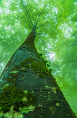 Dias de niebla y verdes en el bosque