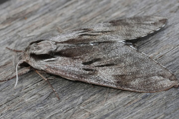 Closeup on a large European grey pine hawk-moth Sphinx pinastri