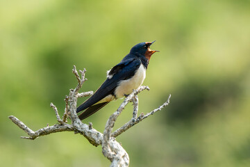 Swallow (Hirundo leucosoma) perched on a branch during the early summer which is often called a barn swallow, close-up bird photography stock photo image