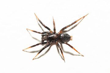spider isolated on white