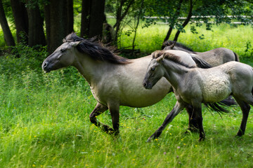 Polish Konik (Pony) Horses in Natural Habitat – Primitive, Hardy Polish Breed Known for Disease...