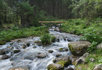 A stormy mountain river flows through the summer spruce forest of the national park, a wooden bridge is built across the river for tourists