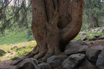 An old spruce tree with five trunks, it is a natural monument of the national park, the tree has a name five-fingered, Kazakhstan Tien Shan Trans-Ili Alatau, Almaty,