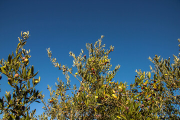 olives