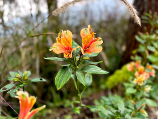 Close up of beautiful alstroemeria flower or commonly known as Lily of the Incas, in yellow and orange colors. This flower is native to South America, but since has been cultivated worldwide.