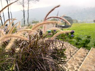 Fountain grass or Pennisetum orientale or Cenchrus setaceus, a typical decorative outdoor plant which grows on tropical countries, invasive plant yet beautiful for its petals.