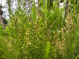 Close up of pine tree leaves and small white flower petals. Pine trees are common in mountain highland and has a distinct floral smell. Very refreshing. Beauty of nature.