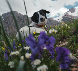 Happy dog lies in a meadow among colorful flowers in the highlands with snowy mountain peaks in the background.