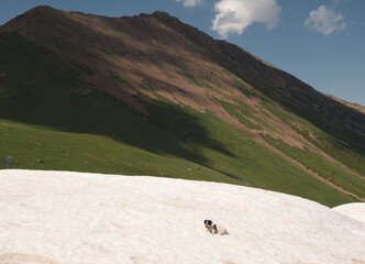 A dog lies in the snow in summer, under a mountain covered with green grass, these are the contrasts of the highlands.