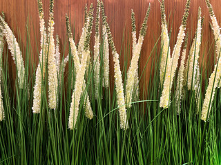 Close up of pampas grass plant, or pennisetum fountain grass. Pampas grass and pennisetum are both flowering and decorative plants used as bushes in tropical countries worldwide. 