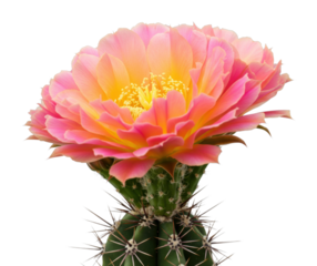 Vibrant pink flowering cactus nature floral close-up isolated soft light botanical beauty
