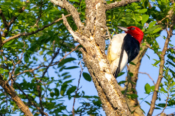 Red headed woodpecker