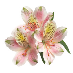 Obraz premium Elegant Alstroemeria Flowers On White. Delicate Pink Peruvian Lilies For Feminine Designs And Spring Themes.