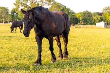 horse in the field