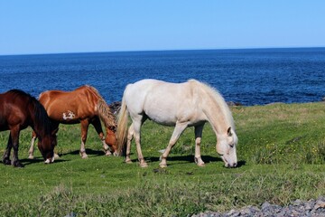 Three wild horses grazing off the rugged coast of the Bonavista Peninsula, on a beautiful sunny day...