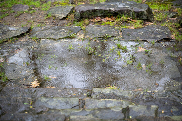 Raindrops create concentric ripples in puddles on a wet, irregular stone path. Small green plants...