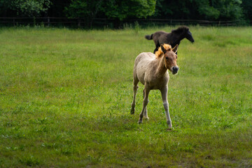 A Polish horse (a small pony from Poland) is happily playing in its natural habitat in a pasture...