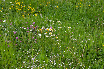 Alpine wildflowers blooming in a mountain meadow in the Swiss Alps.