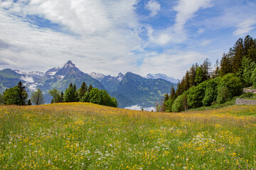 Alpine landscape with wildflowers, green hills, snowy mountains, and a valley in Switzerland.

