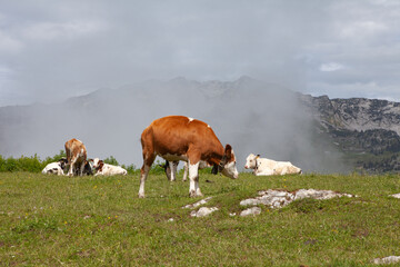 Young brown and white cows grazing on an alpine meadow in the mountains on a sunny summer day in...