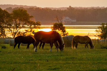 horses in the field