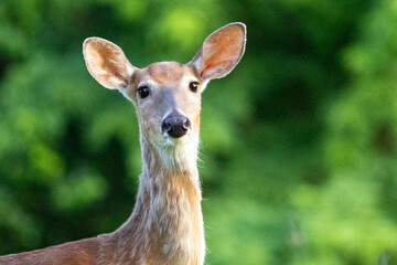 white tailed deer