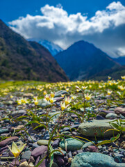 Blooming flowers in serene mountain Kyrgyzstan valley during daytime