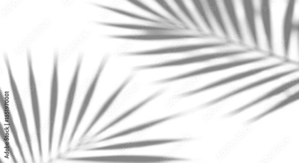 Poster soft diffused tropical palm leaf shadow cast diagonally on a transparent studio background with ampl