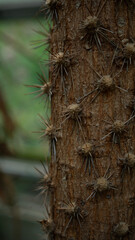 palm tree trunk