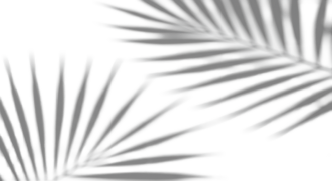 Soft diffused tropical palm leaf shadow cast diagonally on a transparent studio background with ample copy space, top-down view, tranquil summer minimalist concept