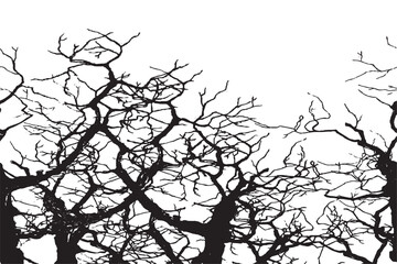  Silhouetted Bare Tree Branches Against White Sky