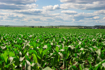 Lush corn plants stretch across the field, reaching towards a vibrant blue sky filled with white clouds in the warm summer sunlight