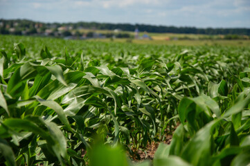 Rows of healthy corn plants stretch across the field surrounded by green landscapes, showcasing a sunny summer day