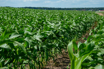 Rows of healthy corn plants stretch across the landscape, showcasing lush green leaves and ready for the growing season