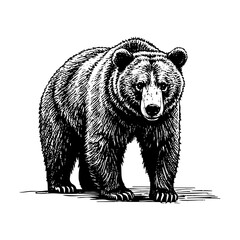 A bear sketch portrait engraving black and white outline. Scratch board imitation.