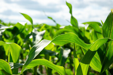 Lush green corn plants sway gently in the breeze, thriving under sunlight in a vast agricultural field on a warm summer day