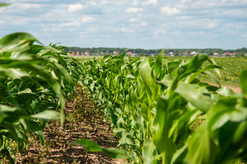 Lush green corn plants stand tall in organized rows across a spacious field, reflecting the vibrant energy of summer agriculture