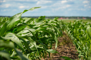 Lush green corn plants fill the field as soft winds rustle the leaves under a clear summer sky with scattered clouds