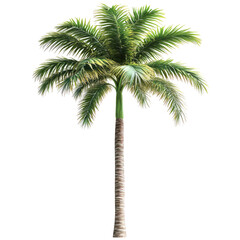 Fototapeta premium Majestic Palm Tree On White Background. Tropical, Nature Vibes.