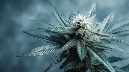 a professional shot of a cannabis plant nuetral