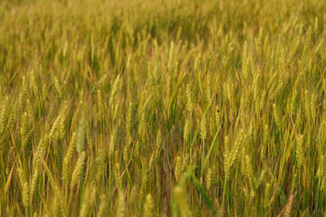 Field of golden wheat swaying gently in the breeze, a picturesque scene of nature's beauty. Agriculture and harvest.