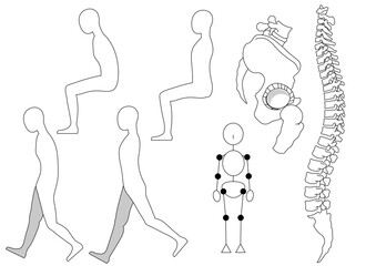 姿勢や股関節、脊柱などのスライド用の図のまとめです。
