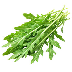 Fresh Arugula Bunch. Organic Green Vegetable For Healthy Eating.