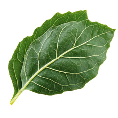 Isolated Swiss Chard Leaves Detail On White Background, Enhancing Natural Textures And Patterns. Fresh Ingredient With Organic Touch.