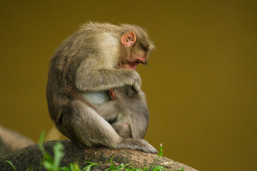Fototapeta premium A close up short of a mother monkey feeding her baby monkey in the jungle
