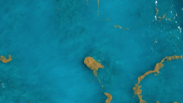Sargassum seaweed in the turquoise Atlantic Ocean. Top view