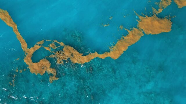 Sargassum seaweed in the turquoise Atlantic Ocean. Top view
